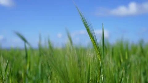 Close-up of an ear of wheat, wheat field Stock Footage 255782253