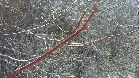 Close up of Early buds growing on a red branch Stock Footage 132327868