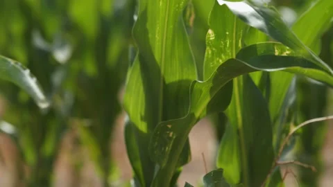 Close up of early corn growing in a farm field Stock Footage 134028981