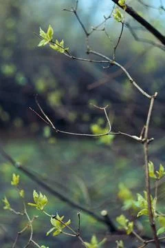 Close up early spring branches with clustered leaves concept photo Stock-Fotos