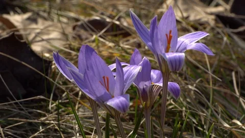 Close-up of early spring flower of Crocus sativus plant Stock Footage 126641375