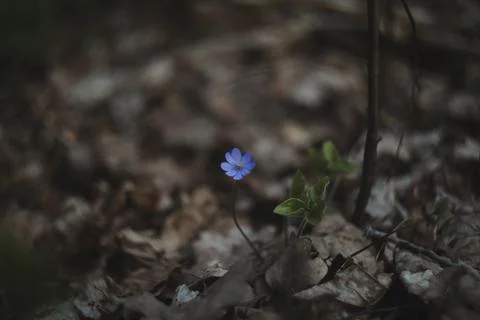 Close up of early spring flower crocus and snowdrops in natural environment Stock Photos