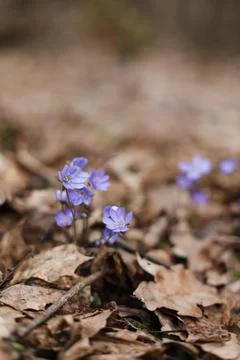 Close up of early spring flower crocus and snowdrops in natural environment Stock Photos