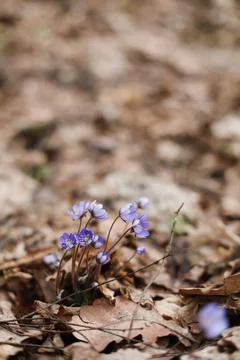 Close up of early spring flower crocus and snowdrops in natural environment Stock Photos