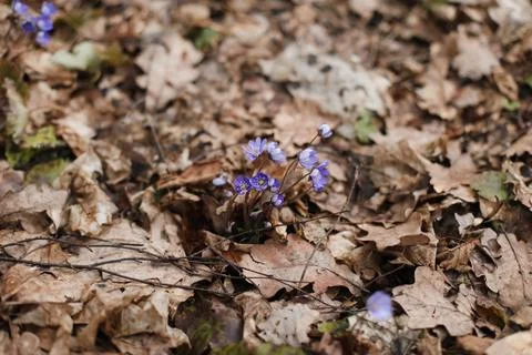 Close up of early spring flower crocus and snowdrops in natural environment Stock Photos