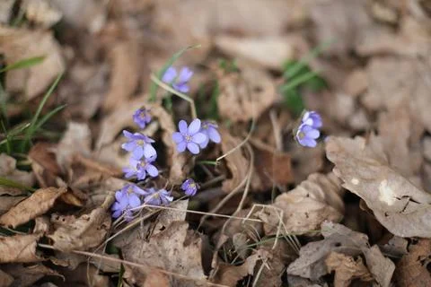 Close up of early spring flower crocus and snowdrops in natural environment Stock Photos