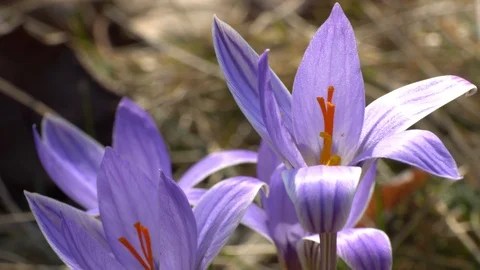 Close-up of an early spring purple Crocus sativus flower Stock Footage 126641318