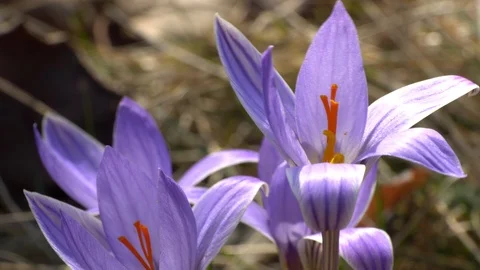 Close-up of an early spring young Crocus sativus flower Stock Footage 126641211