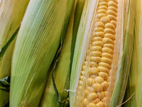 Close-up of ears of corn - peeled and not peeled. Stock Photos