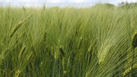 Close-up ears of early green wheat moving from wind, agriculture , growing wheat Stock Footage 199222985