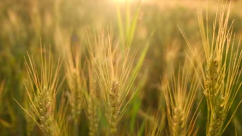 Close up of ears golden wheat during warm sunset Stock Footage 246702694