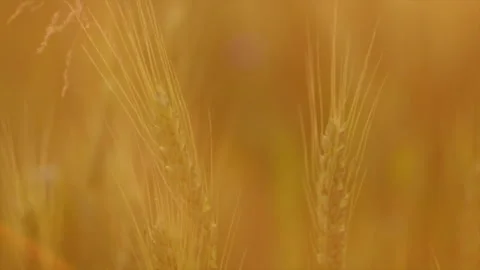 Close up of ears golden wheat during warm amazing sunset Stock Footage 246704692
