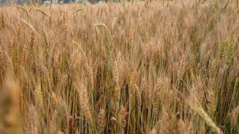 Close up of ears golden wheat in evening time. Farming, agriculture farm Stock Footage 246826414