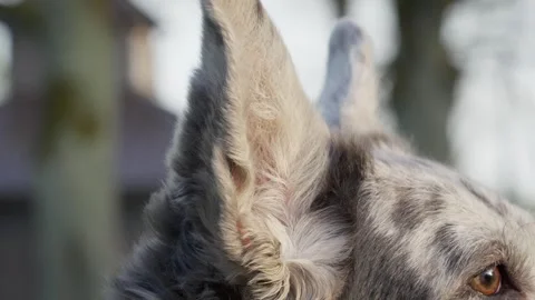 Close-up of the ears of a gray spotted mixed breed dog sitting by the house. Stock Footage 274754646