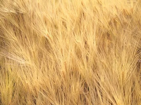 Close up on ears of ripe wheat Video stock 76073929