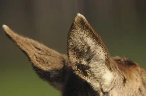 Close-up of the ears of a roe deer, showing the fur structure, red deer (Cervus Stock-Fotos