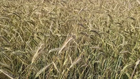 Close-up of ears of rye swaying in the wind Stock Footage 278205806