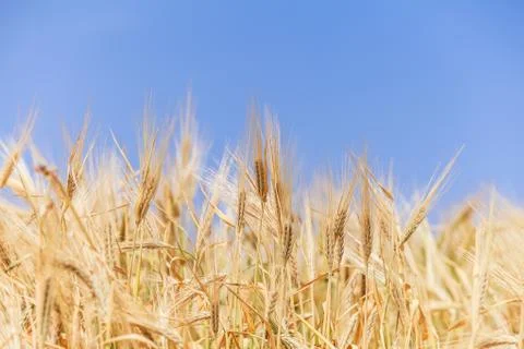 Close-up ears of wheat against the sky 库存照片