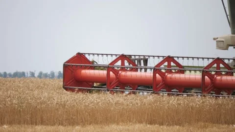 Close up ears of wheat at field and harvesting machine working on background Video stock 135887602