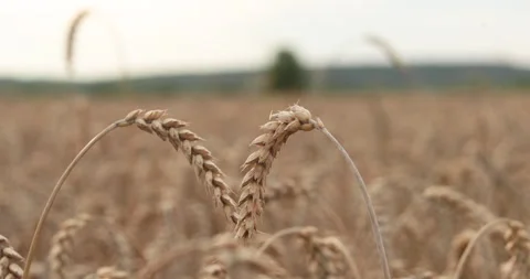 Close-up of ears of wheat in a field on an evening summer day. Stock Footage 251879584
