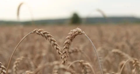 Close-up of ears of wheat in a field on an evening summer day. Stock Footage 251879631