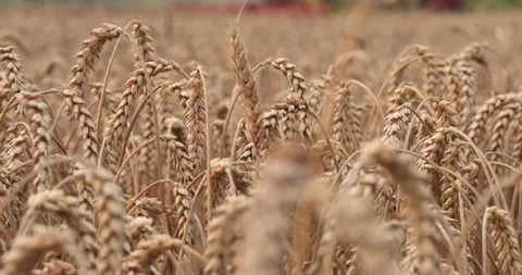 Close-up of ears of wheat in a field on an evening summer day. Stock Footage 251879771