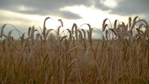 Close-up of ears of wheat in a field on an evening summer day. Stock Footage 251879853