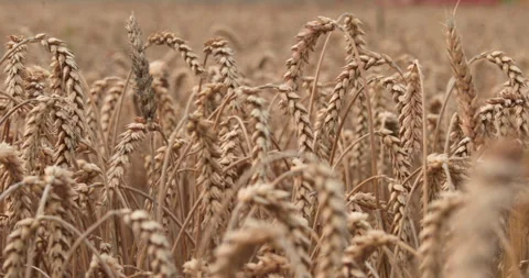 Close-up of ears of wheat in a field on an evening summer day. Stock Footage 251879856