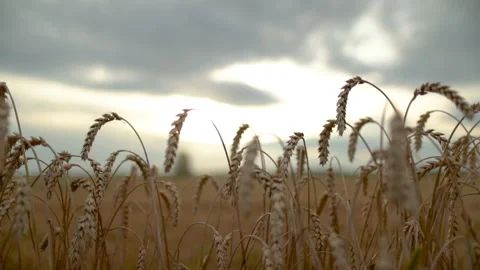 Close-up of ears of wheat in a field on an evening summer day. Stock Footage 251879912