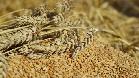 Close-up of ears of wheat in the field. Stock Footage 253804958