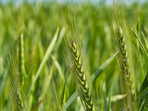 A close up of ears of wheat growing in a field on a sunny day. Focus is set.. Stock Photos