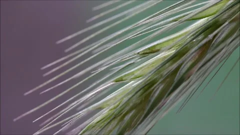 Close-up ears of wheat motion Video stock 156464918
