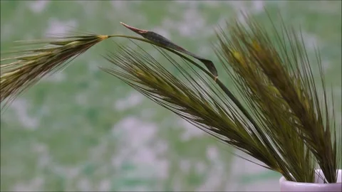 Close-up ears of wheat motion Video stock 156464972
