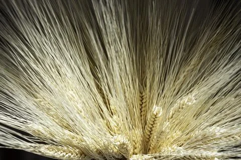 Close-up ears of wheat Fotos de archivo