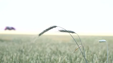 Close up of the ears of wheat with self propelled sprayer on the background Stock Footage 138138717