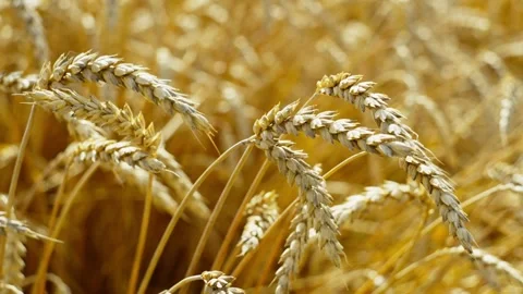 Close-up of ears of wheat still growing and ripening in the field. Stock Footage 252831606