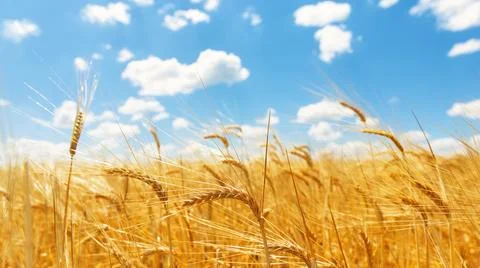 Close-up of ears of wheat in a wheat field against a blue sky and white clo.. Stock-Fotos