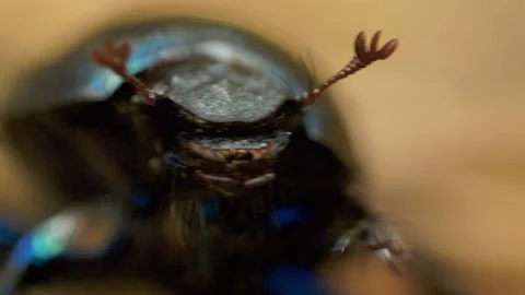 Close-up of an earth-boring dung beetle Geotrupidae on the forest floor Stockbeeldmateriaal 140434792