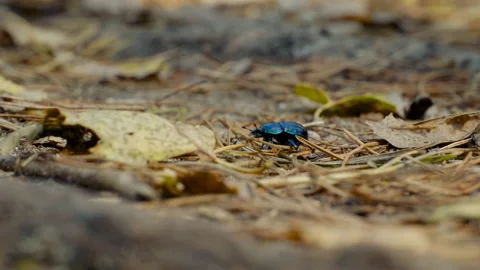 Close-up of an earth-boring dung beetle Geotrupidae on the forest floor Stockbeeldmateriaal 142902719