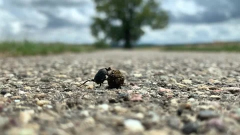 Close up of a earth-boring dung beetle rolling a dung ball in slow motion Stock Footage 247356562