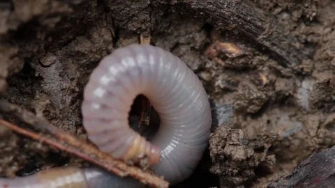 Close up of earth worm 1 Stock-Footage 71392063