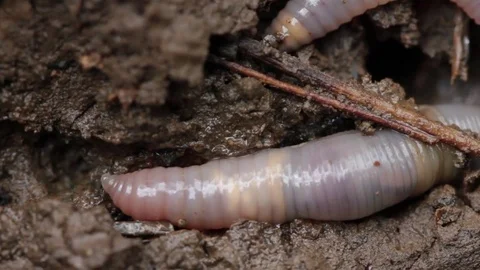 Close up of earth worm 2 Stock-Footage 71392237