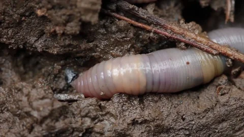 Close up of earth worm 3 Stock Footage
