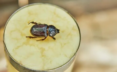 A close-up of an earthen dung beetle on a beige stand on a bright sunny day. Stock-Fotos