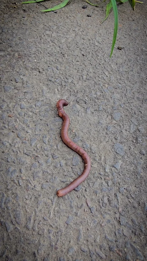 Close-Up Earthworm On Concrete And Soil Highlighting Segmented Body In Garden Stock Footage 338370657