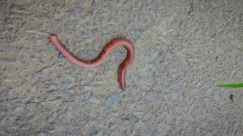 Close-Up Earthworm On Concrete And Soil Highlighting Segmented Body In Garden Stock Footage 338370666