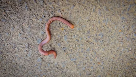 Close-Up Earthworm On Concrete And Soil Highlighting Segmented Body In Garden Stock Footage 338370678
