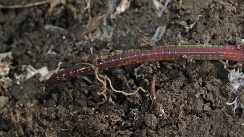 Close-Up of Earthworm Crawling Among Grass and Dry Leaves 库存影片 305105445