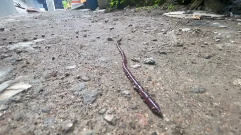 Close up of an earthworm crawling on the ground Stock-Footage 336976375