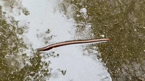 Close-up of an earthworm crawling in the rain on wet asphalt Stock Footage 155356347
